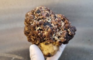 Telers in VS pleiten voor importverbod Canadese aardappelen vanwege wratziekte