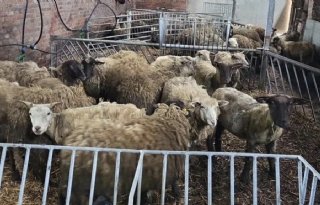 Verdachte opgepakt na vondst tientallen dode dieren in Winschoten