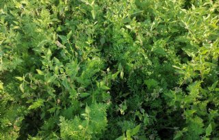 Harige nachtschade: een nieuwe bron voor Phytophthora