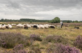Vergissing politie laat 250 schapen zonder drinkwater