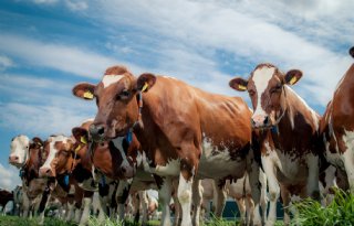 Webinar belicht ondernemen in uitdagende zuivelmarkt
