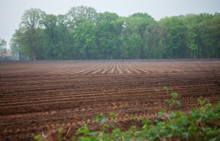 Kleiner areaal leidt tot minder export pootaardappelen