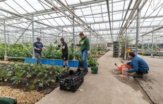 ‘Werken in de tuinbouw kan heel therapeutisch zijn’
