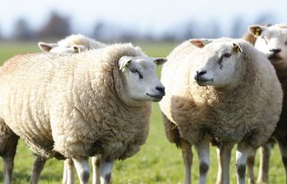 AI kan probleem rond arbeid in schapenhouderij oplossen