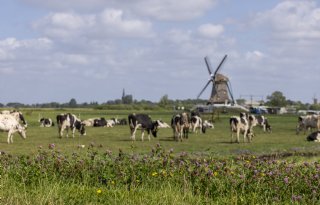 20 miljoen euro voor vrijwillige beëindiging veehouderijen Zuid-Holland