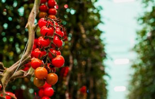 Ledbelichting verstoort natuurlijke vijanden niet