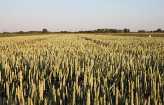 Wintertarwe na uien snijdt fusarium de pas af