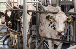 Zuivelmarkt in dubio over tweede helft van dit jaar