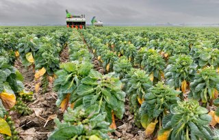 Belgische coöperatie grijpt in met vernietiging plantgoed om prijsdruk te voorkomen