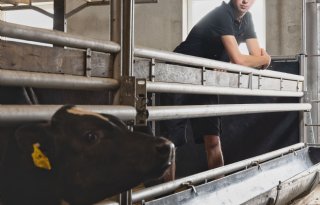 ‘De kalverhouderij is een vergeten sector’