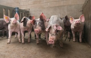 Hongarije meldt eerste uitbraak Afrikaanse varkenspest op varkensbedrijf