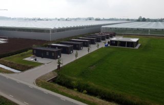 Goede huisvesting helpt voor hoge kwaliteit chrysanten