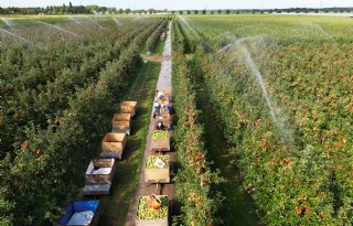 Europese voorraden van appels en peren fors hoger dan vorig jaar