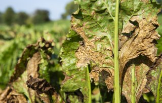Sensoren meten hoge infectiewaarden cercospora in gesloten bietenpercelen