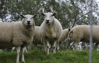 Friese schapenhouder Henry Hoiting wint prijs met zijn eigen wolvenhek