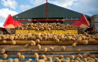 Telersorganisaties maken samen vuist in aardappelketen