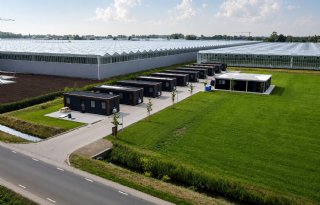 Goede huisvesting draagt bij aan chrysanten van hoge kwaliteit