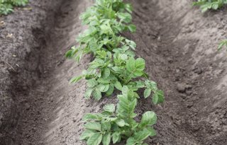 NVWA vraagt telers scherp te blijven op aardappelmoeheid