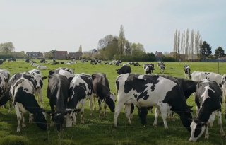 Melkprijs onder druk, melkveehouders lopen financieel vast