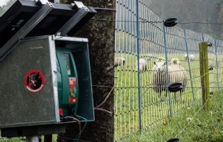 Nieuw wolvenbeleid: ‘Voor boeren verandert er te weinig’