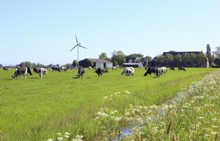 ‘Provinciale regelingen dragen onbedoeld bij aan dalende weidegang’