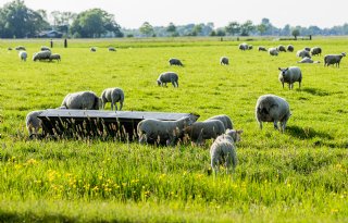 Schaarste stuwt wol naar recordniveau