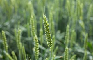 Oekraïne verwacht bovengemiddelde graanopbrengsten