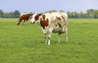 Netwerk GRONDig vraagt Kamer vast te houden aan bestaande norm grondgebonden melkveehouderij