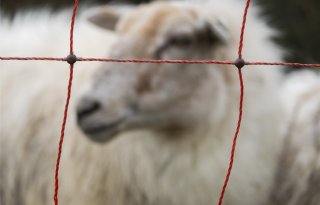 Wolvenschade stijgt snel en neemt vermoedelijk niet af