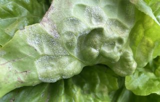 We vechten tegen dezelfde vijand: Bremia lactuca