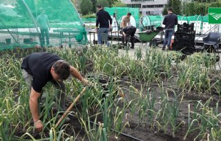 Knoflook onder de loep van HAS-studenten