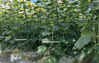 Praktijk test groene fungicide op grote schaal