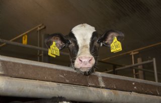 Nationaal bestrijdingsprogramma BVD uitgesteld tot 1 januari 2028