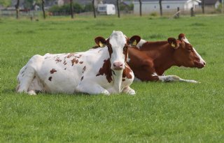 Boetes voor bedrijven die dieren mishandelen gaan 40 procent omhoog