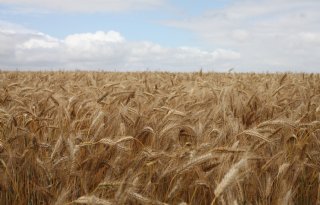 Franse mais maakt plaats voor wintergranen en zonnebloemen