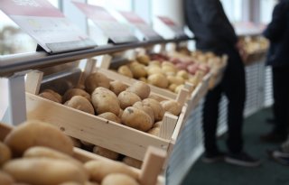 HZPC betaalt ruim 44 euro voor pootgoed van oogst 2025