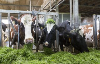 Signalen voor een betere eiwitbenutting melkkoe