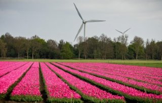 Resistente tulp vraagt om lange adem en steun