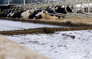 Ammoniakreductie en effect nieuwe maatregelen te berekenen met rekentool