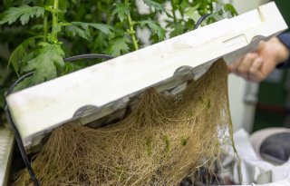 Waterteelt kan toekomst bieden voor snijbloemen