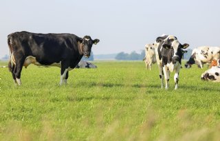 ‘Gemengde gevoelens’ biolandbouw, steun provincies, transporteurs vrezen kaalslag