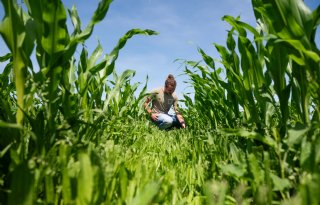 Mais balanceert in permanent gewas
