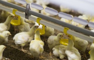 Regenwater en hergebruikt spoelwater besparen veehouders kosten