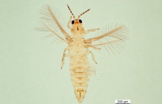 Invasieve trips Scirtothrips dorsalis duikt opnieuw op in buitenteelt