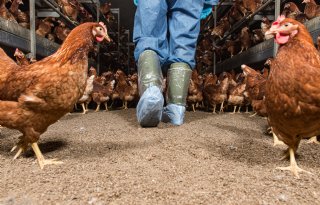Antibioticagebruik veehouderij daalt in 2025 stevig met 6,9 procent