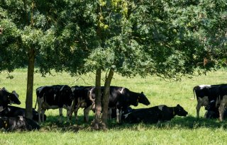 Hitte leidt tot topdrukte bij meldpunt voor dierenleed en NVWA