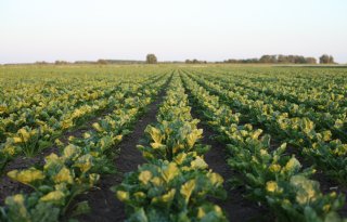 Europese suikerproductie krimpt fors door teruglopend bietenareaal