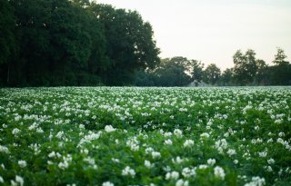 Aardappeltelers in Noordwest-Europa snijden flink in areaal