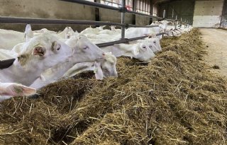 Krimp van Europese veestapel zet in 2025 onverminderd door