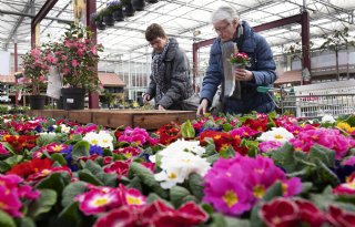 Sierteeltsector noemt btw-verhoging contraproductief